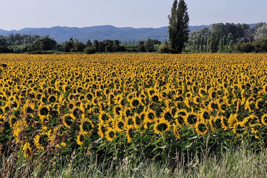 Mehrtagesfahrt: Leuchtende Farben der Provence - Juni/Juli 2025